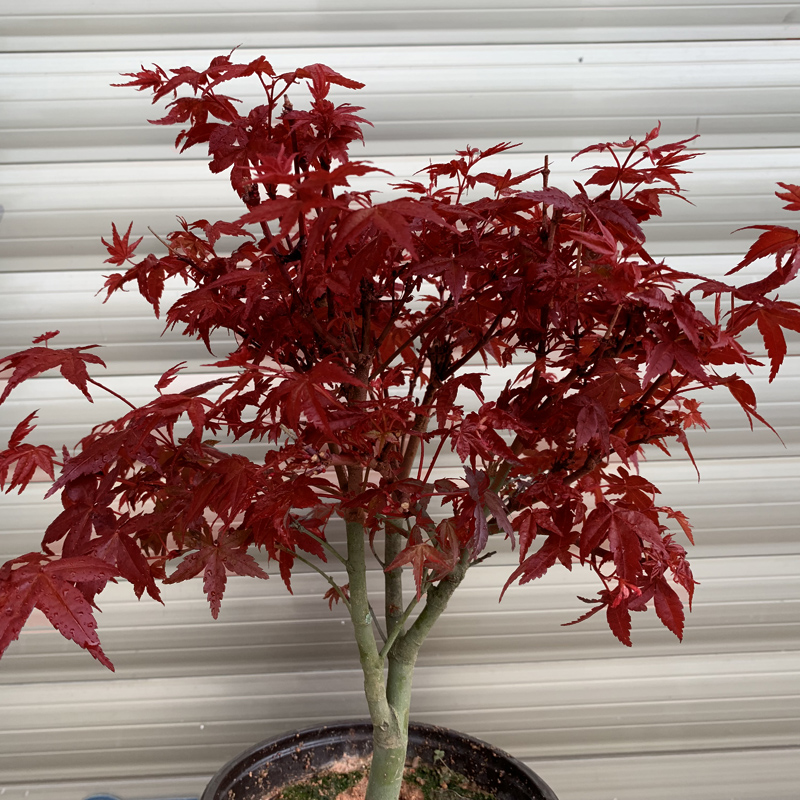 日本紅楓盆景四季好養活室內桌面盆栽老樁耐寒觀葉植物紅舞姬樹苗黃金