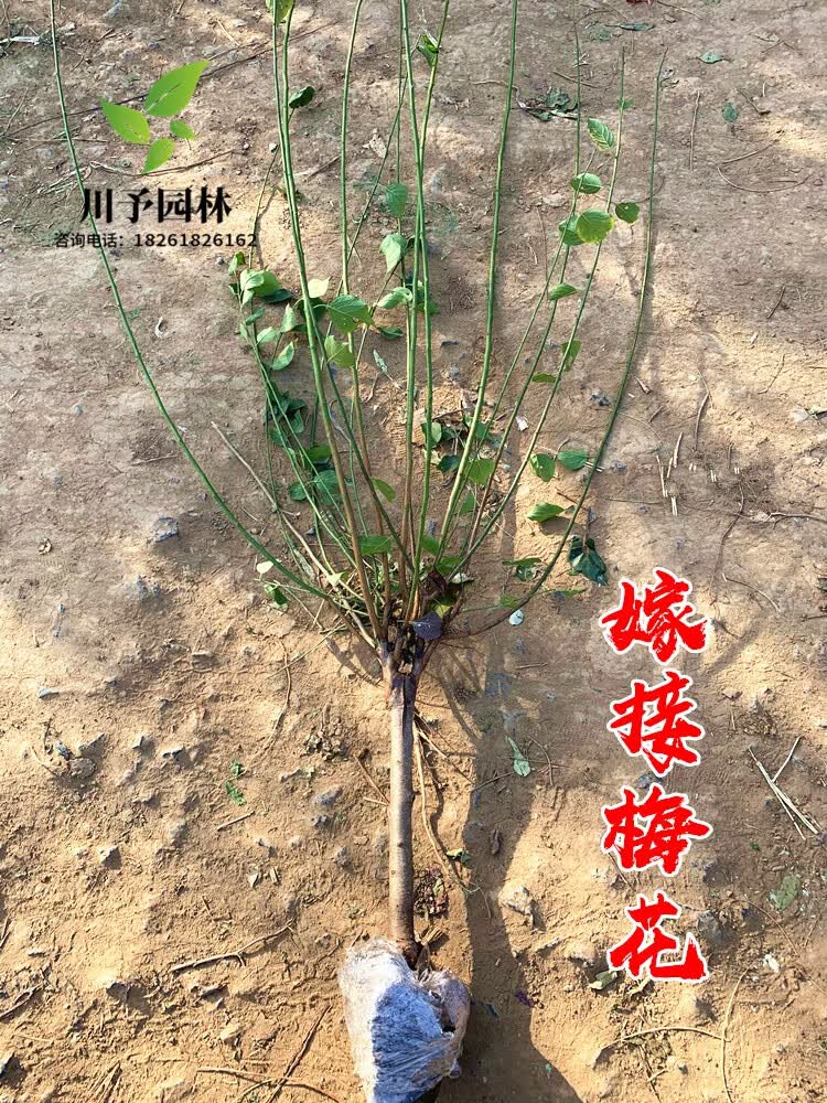 梅花树苗原生红梅小苗绿梅花嫁接骨里红庭院耐寒大型风景树榆叶梅美人