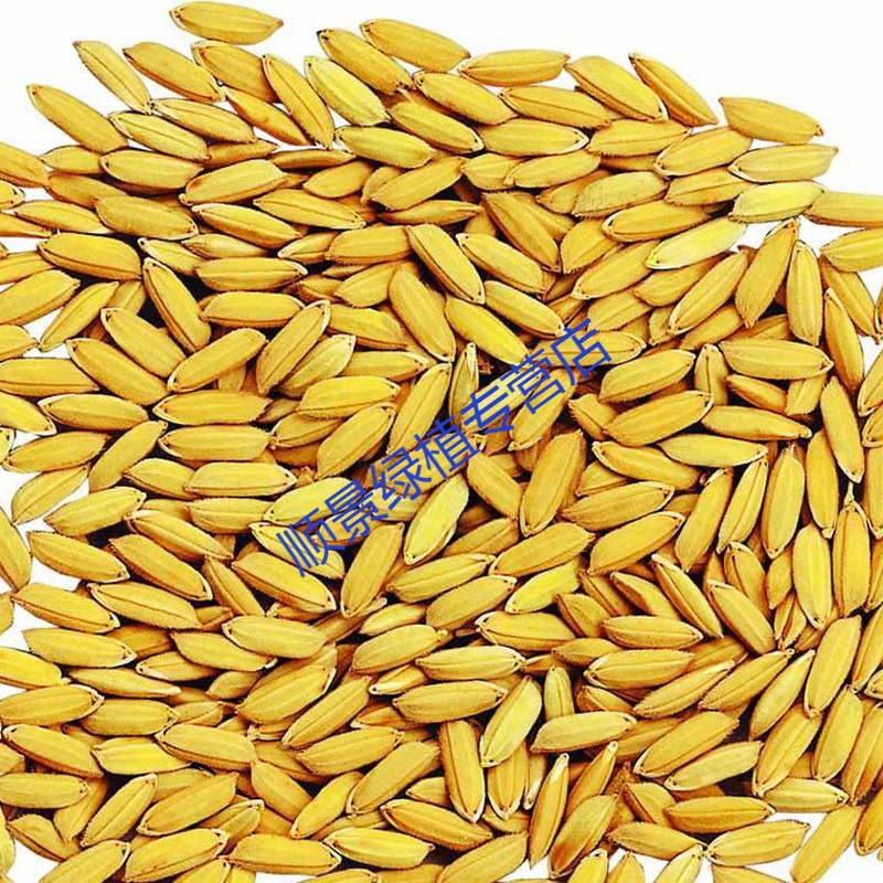 散装高产杂交常规水稻种子 农家稻种稻 稻米种子 稻谷包 红色