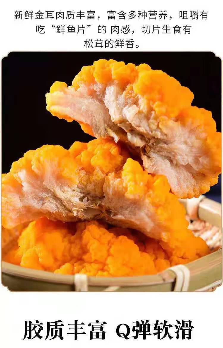 云南野生金耳新鲜非干货金耳菌鲜金耳菌菇黄耳菌黄金耳大500g煲汤金黄