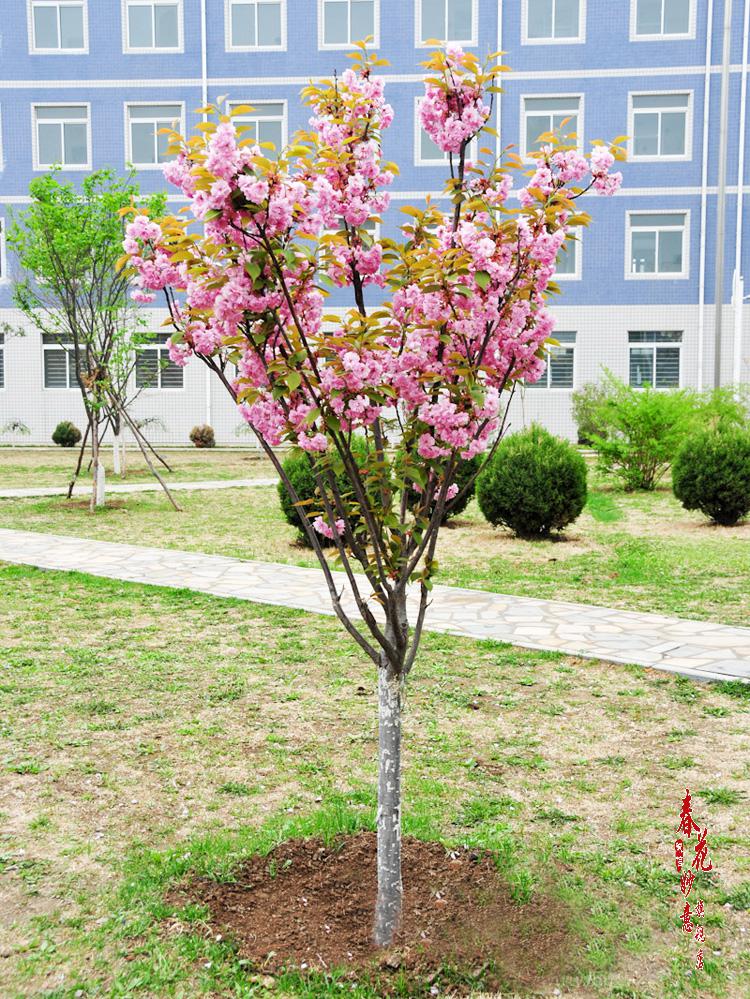 櫻花樹地栽盆栽櫻花樹苗小苗南方北方種植庭院別墅綠化植物地徑2公分