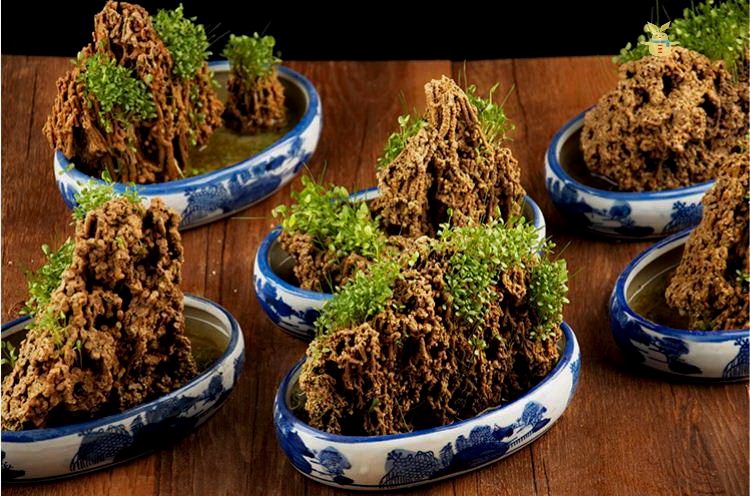 假山草籽草种子上水石吸水石盆景植物珍珠草心形圆叶草混装微景观