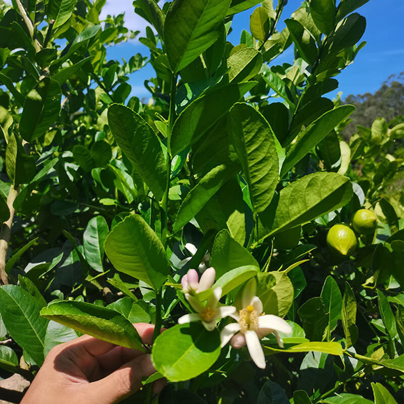 柠檬叶青柠檬叶新鲜柠檬茶青柠西餐调味料香料火锅料冬阴功汤新鲜柠檬
