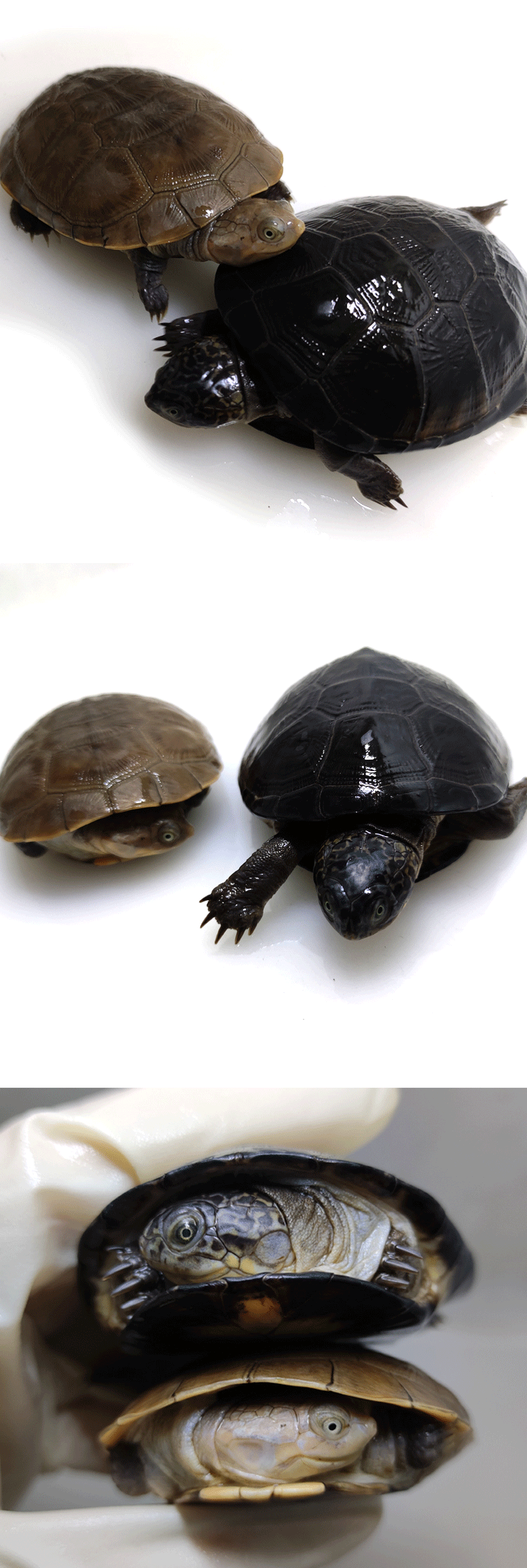 zxc乌龟西非龟活体宠物龟呆萌深水龟沼泽侧颈龟苗活物热带观赏龟 西非