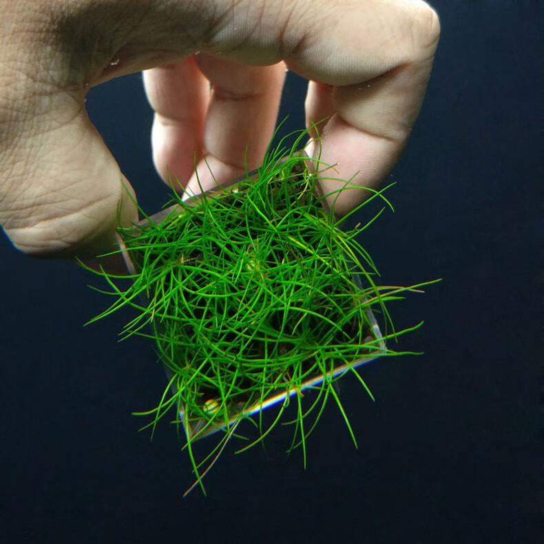 鱼缸造景水草种 牛毛种子真水草小对叶草坪种子活体水草10g 随机十袋