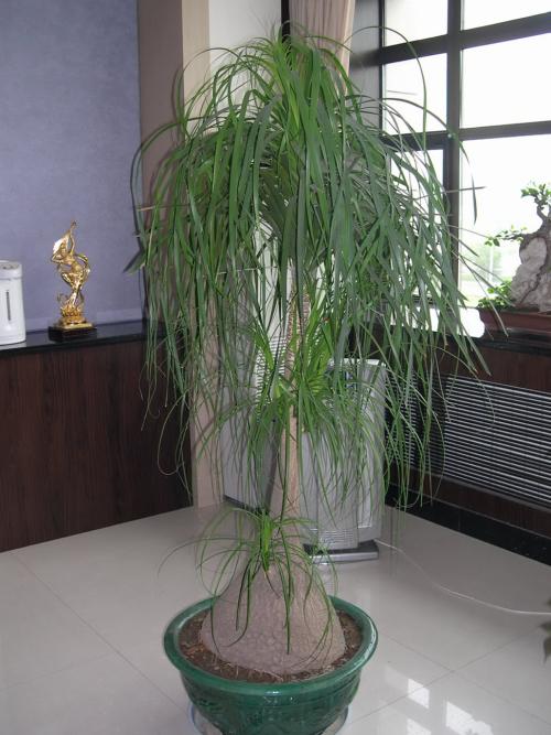 盆景大酒瓶兰植物盆栽象腿树单头多头酒瓶兰超大象腿树苗 8厘米球茎