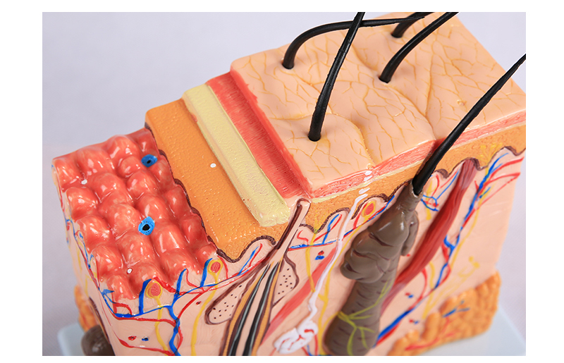 皮肤结构解剖模型美容教学皮肤组织层次立体构造微整形皮肤模型bixa