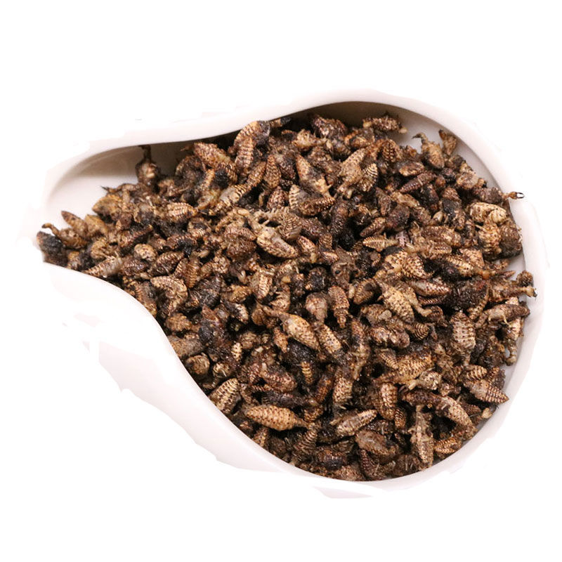 北京同仁堂原料金沙牛 中药材 新货金砂牛 蚂岭虫 蚁狮 干净无杂质 1g