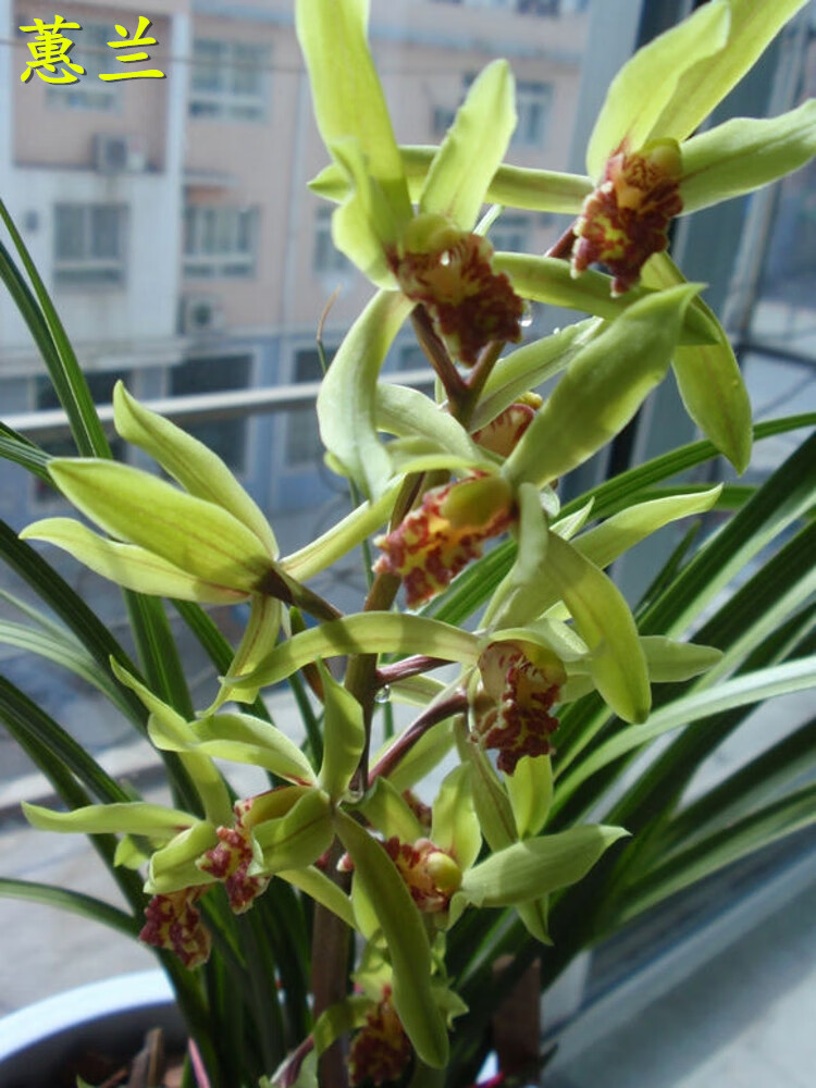 野生帶花苞下山蘭花苗 春蘭蕙蘭 蘭花土植料蘭草 花卉綠植小盆栽 6-8