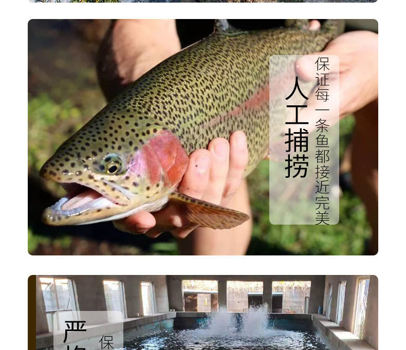 整条鲜活虹鳟鱼鲑鱼淡水三文鱼肉多刺少冰鲜发货活鱼现杀真空包装1斤