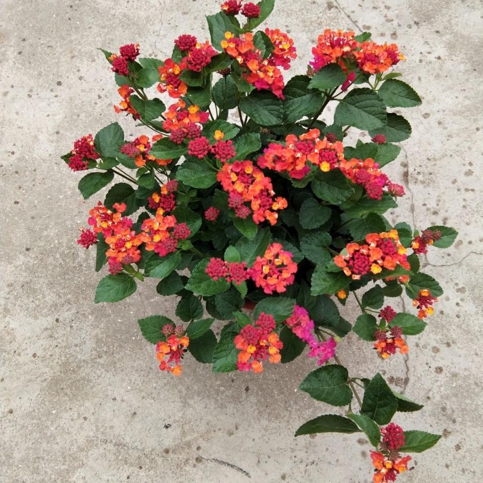 卉双五色梅马缨丹五色花变色梅盆栽庭院地栽花期长耐热耐寒花卉植物