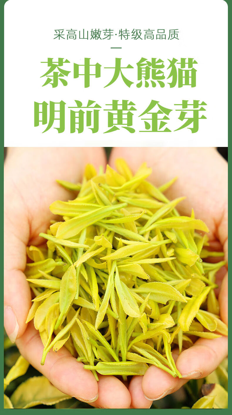 黄金芽茶叶种类图片