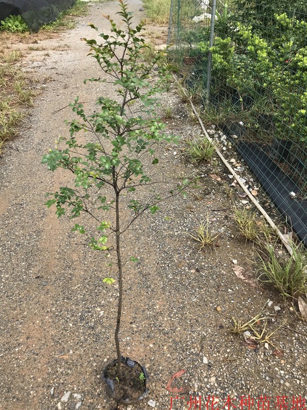花姬正宗小叶紫檀室外植物观赏小叶紫檀带叶带土发货广州基地苗木50cm