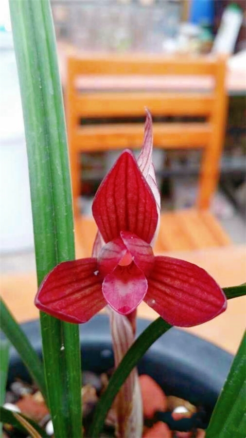 价久红浓香型春兰浓香型室内客厅名贵花卉绿植兰花苗宝莲灯5苗连体不