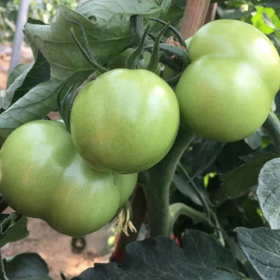 衢州菜青番茄图片