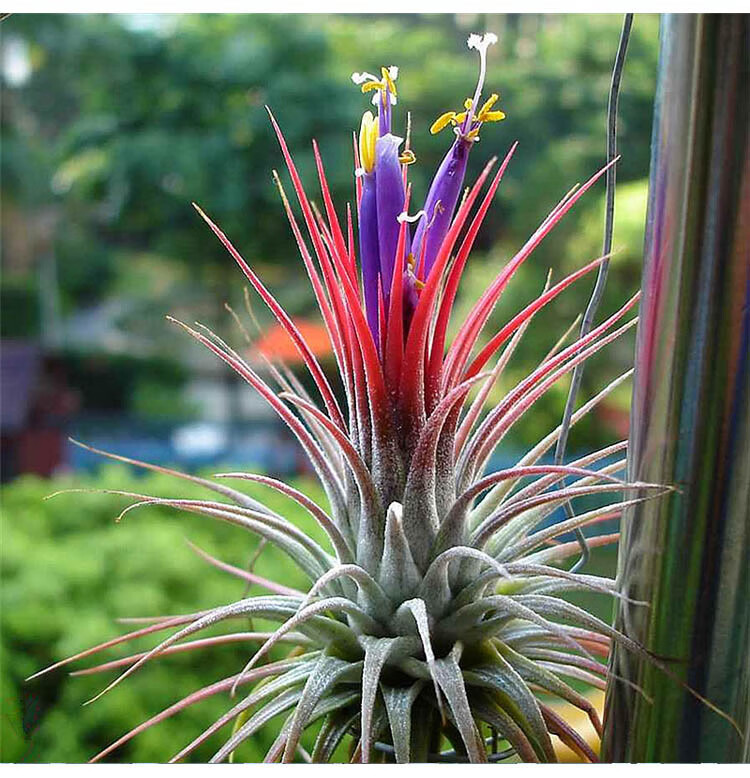 空气凤梨精灵微景观创意支架装饰无土办公桌面植物盆栽绿植 空气凤梨