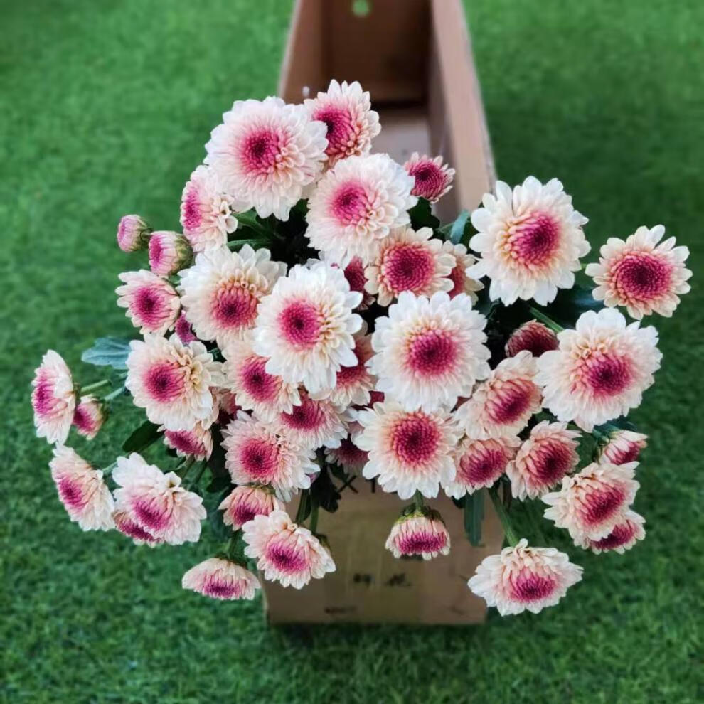 小雏菊鲜花混搭小清新 六一儿童节礼物教师节鲜花装饰礼物 办公室家居