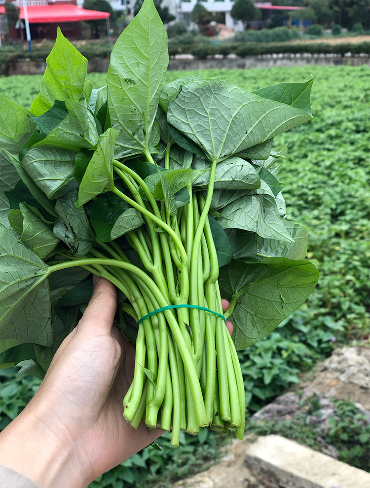 红薯叶嫩尖新鲜地瓜叶食用叶菜类新鲜蔬菜1500g