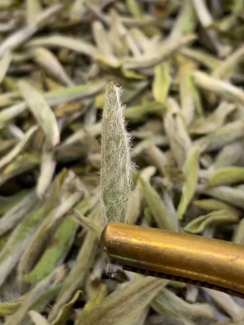 福鼎福建高山白茶2022新茶白毫银针散茶磻溪茶叶头采银针芽礼盒装500g