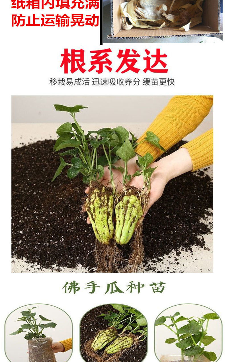 佛手树苗种植方法图片