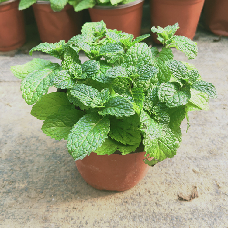 留兰香薄荷盆栽香草植物绿薄荷西餐调酒泡水调料绿植水培驱蚊郦狼