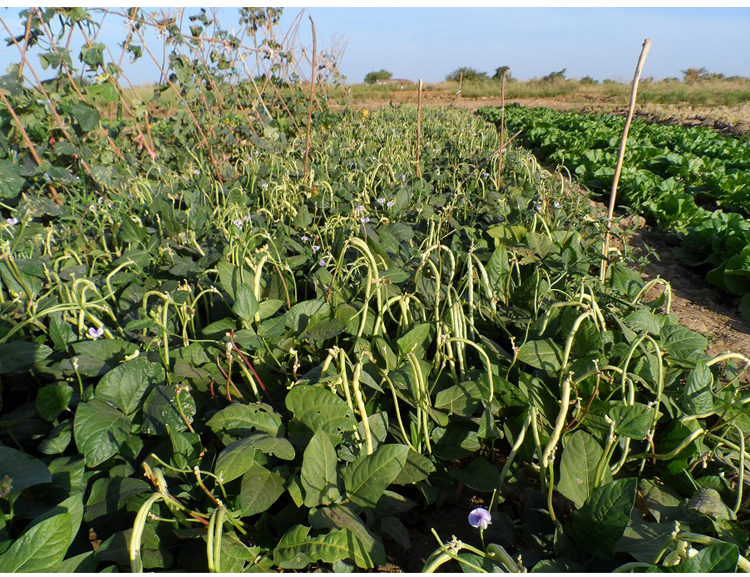 豇豆种籽无架矮红长豆角种子春季无藤四季豆孑不搭架爬藤支架蔬菜