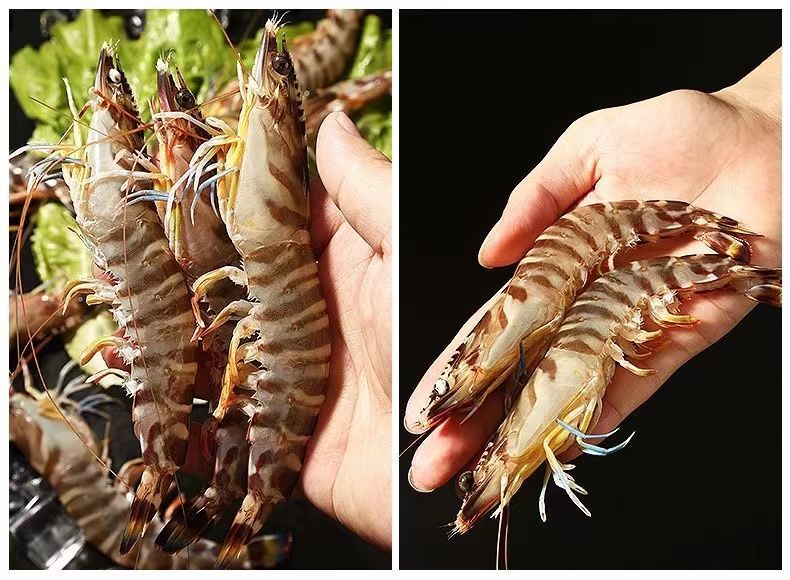 斑节虾鲜活新鲜特大号斑节虾新鲜大虾竹节虾基围虾红虾九节虾 昌盛隆