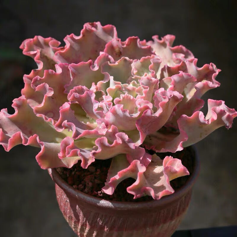 恒日晟多肉植物高沙之翁水瓶座多肉大包菜组合盆栽云南基地多肉 狂野