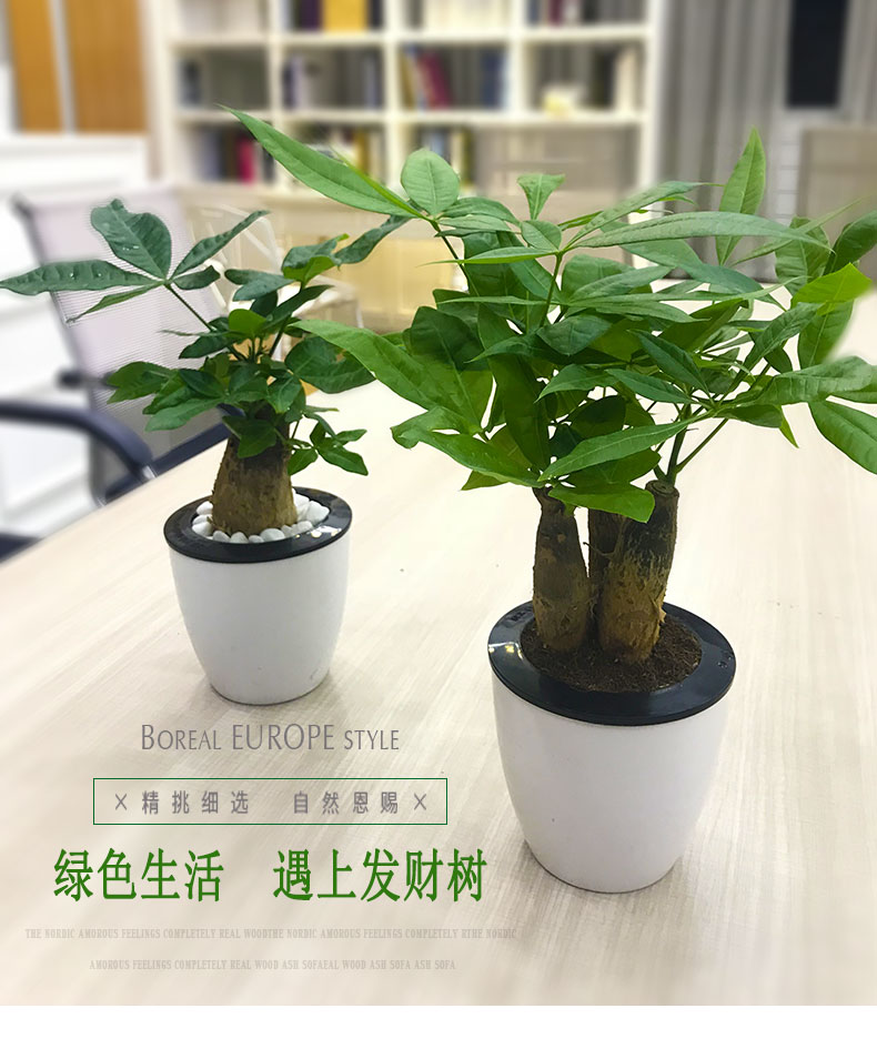 盆发财树盆栽植物陶瓷盆栽室内花卉土养盆景客厅绿植发财金摇钱树花