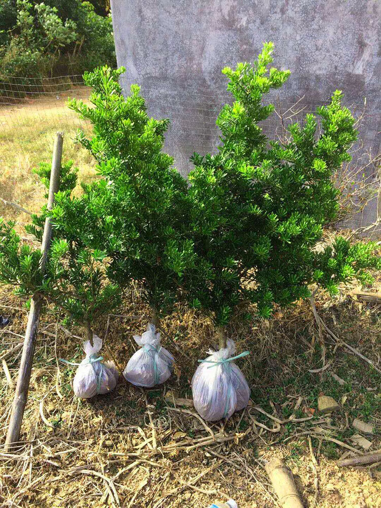 花姬正宗金鑽羅漢松綠鑽珍珠雀舌大型綠植客廳大樹苗扦插金鑽1525公分