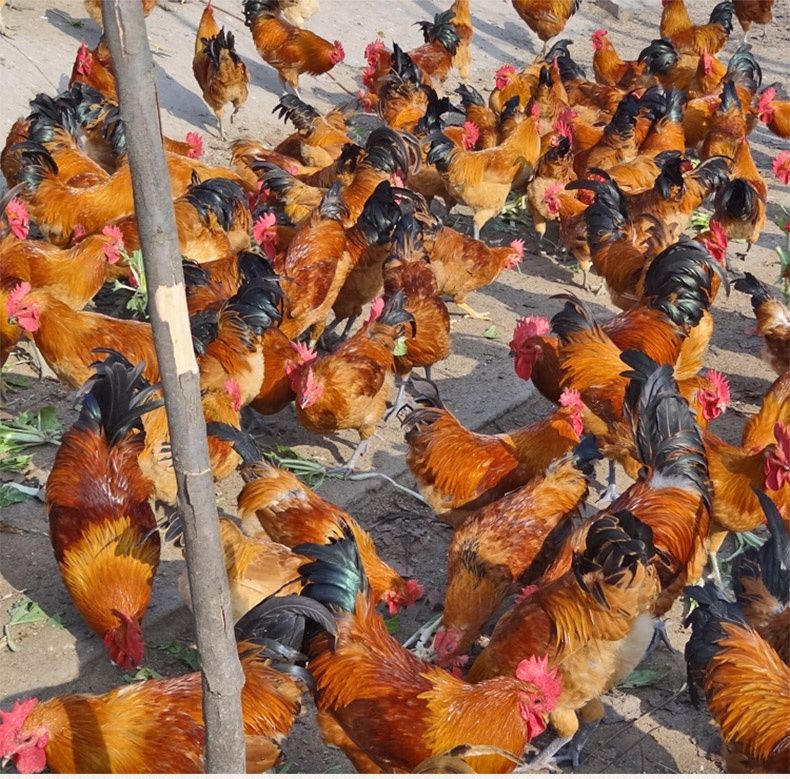 农家正宗散养大公鸡土公鸡农村土鸡老公鸡花约朵娜宰杀后净重9斤2年