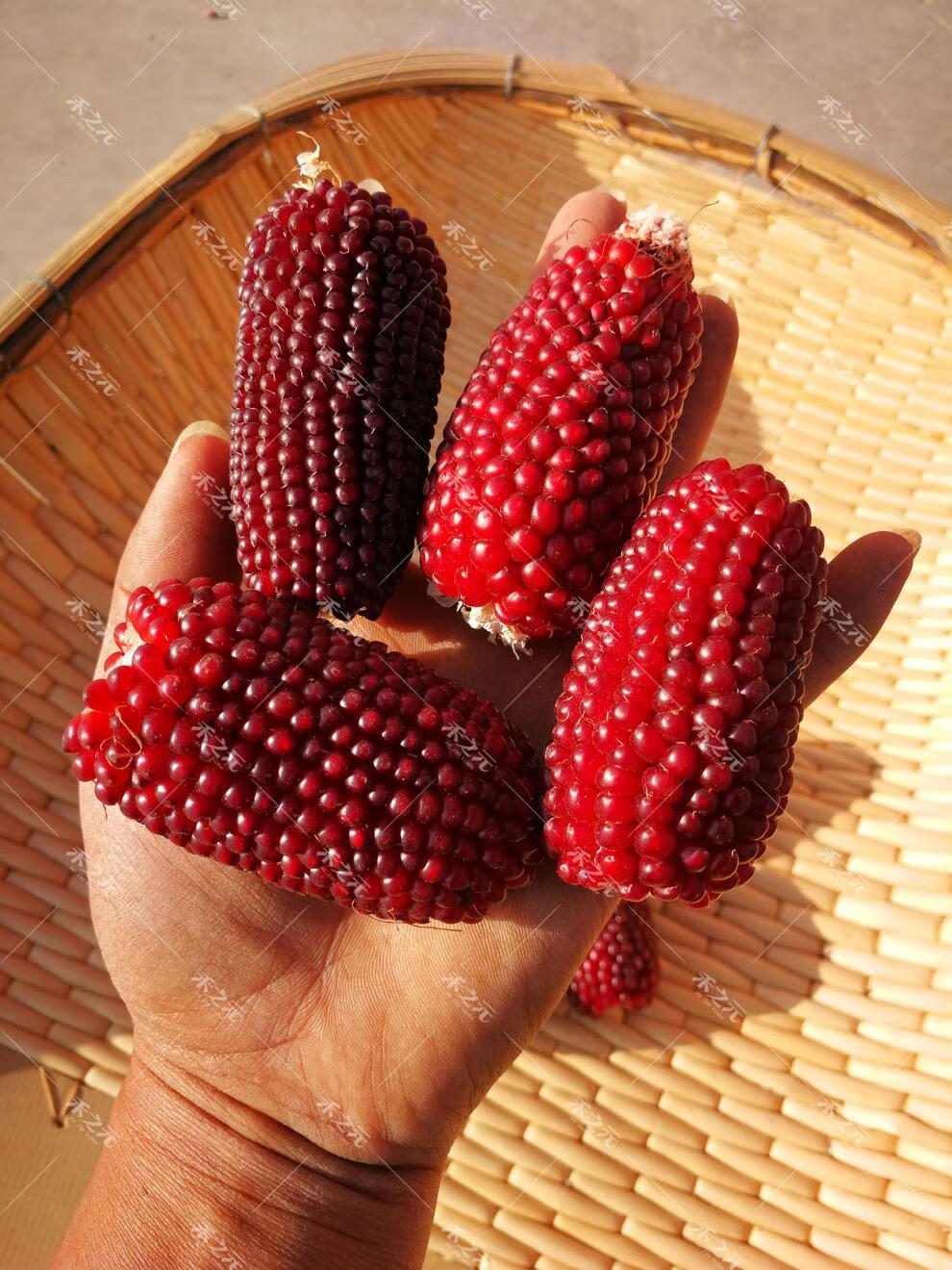 沃绣 草莓玉米种子大全甜玉米种孑四季黑糯白水果玉米种籽春季牛奶甜