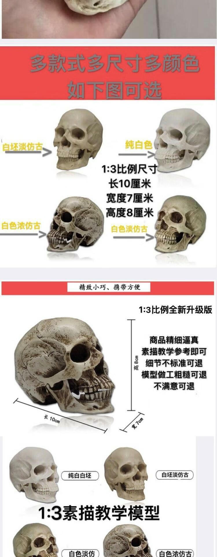 金小悠 仿真骷髅头模型肌肉迷你素描艺考美院教学美术参考摆件树脂