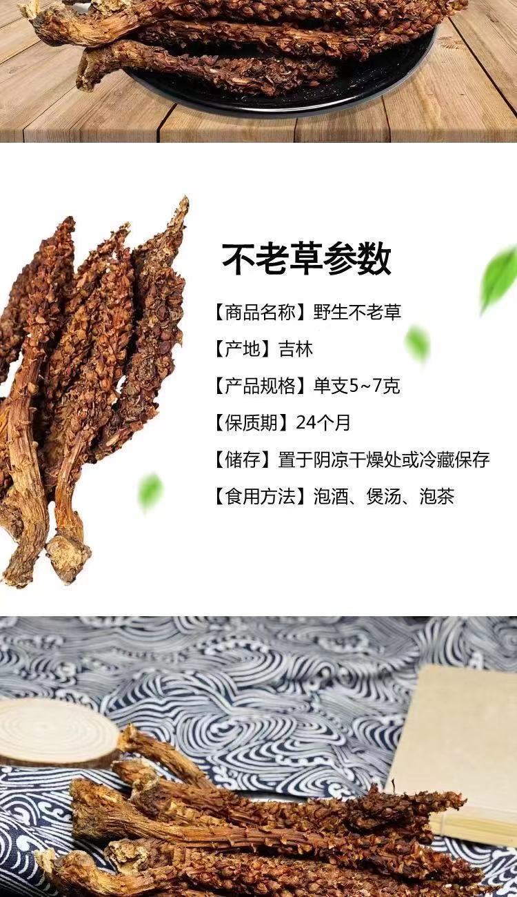 不老草野生不老草东北长白山草苁蓉泡茶泡酒野生不老草5根