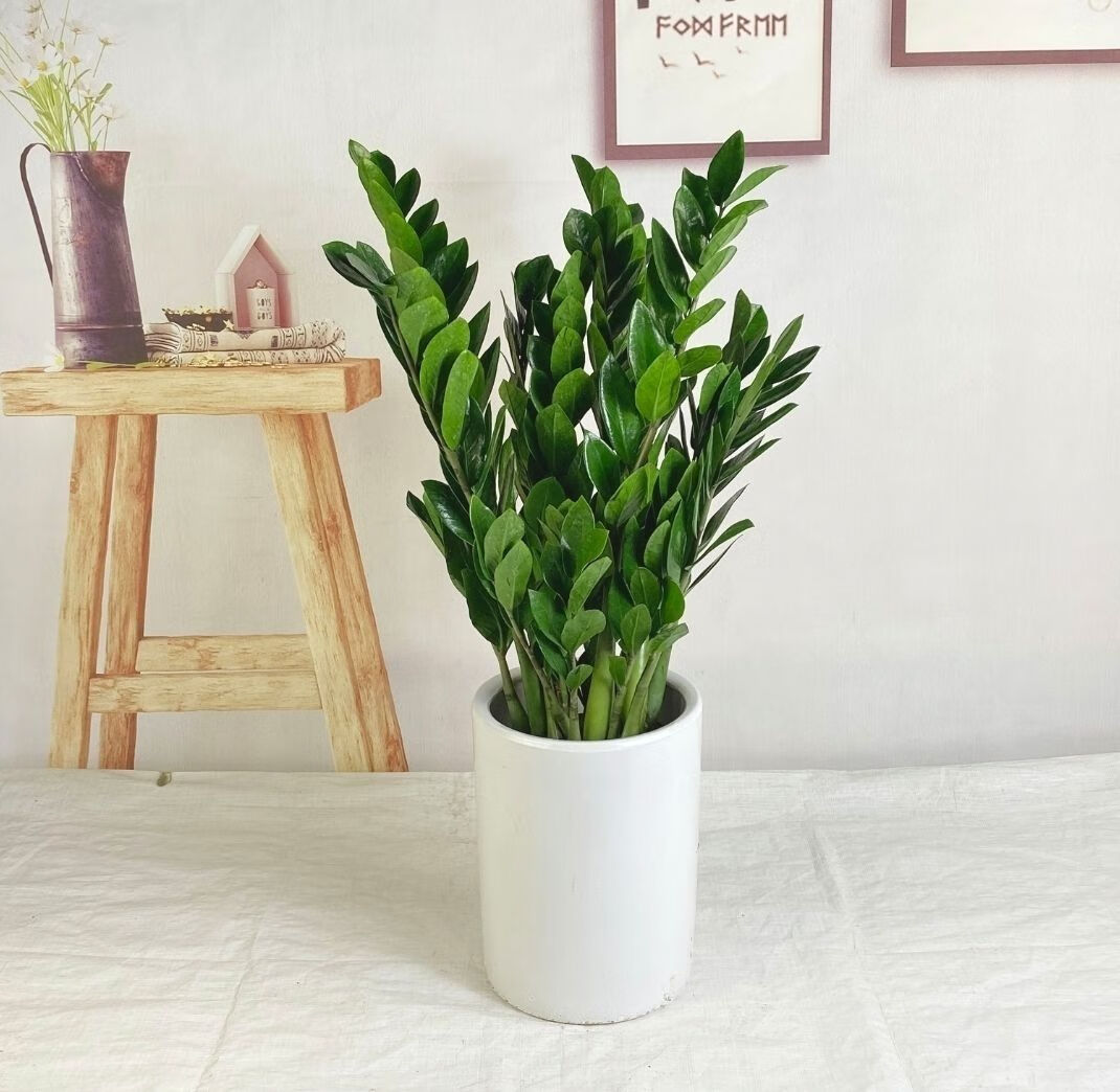 轻奢金钱树盆栽绿植室内大型绿植抖音网红sn8779原土盆5060cm7株颂肥