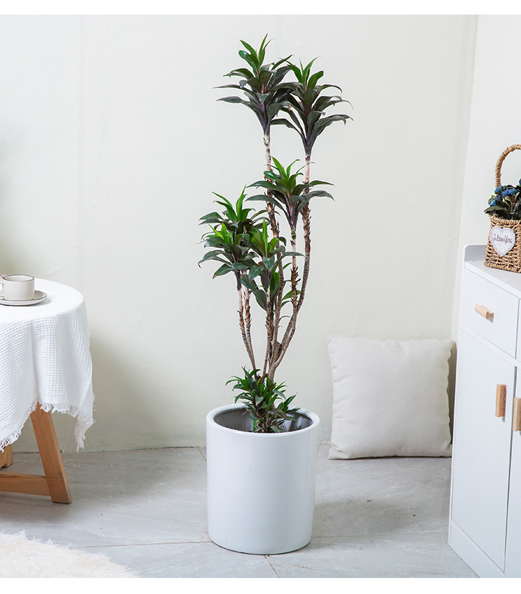 【网红净化空气植物】花城娃娃朱蕉盆栽商场门口档口店铺大门花卉室内