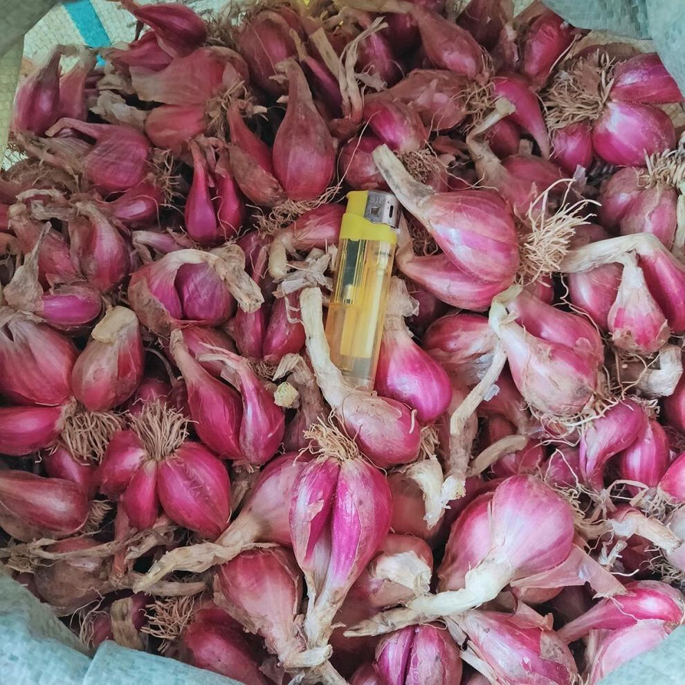 广东正宗红葱头15斤红皮干香葱头种子食用香料新鲜农家红葱头葱酥肉圆