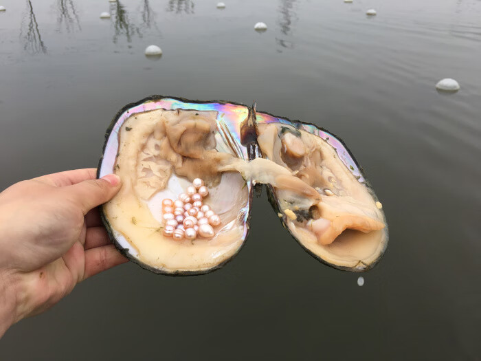 恒境 珍珠贝活体 山下湖产地淡水珍珠特大河蚌寄多珠活蚌自己开可diy