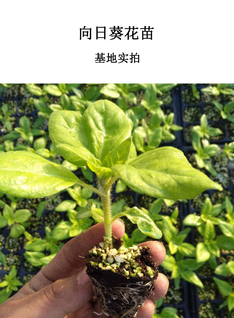 向日葵活苗幼苗花籽矮生觀賞種籽孑四季太陽花盆栽種子花油葵花種朝陽