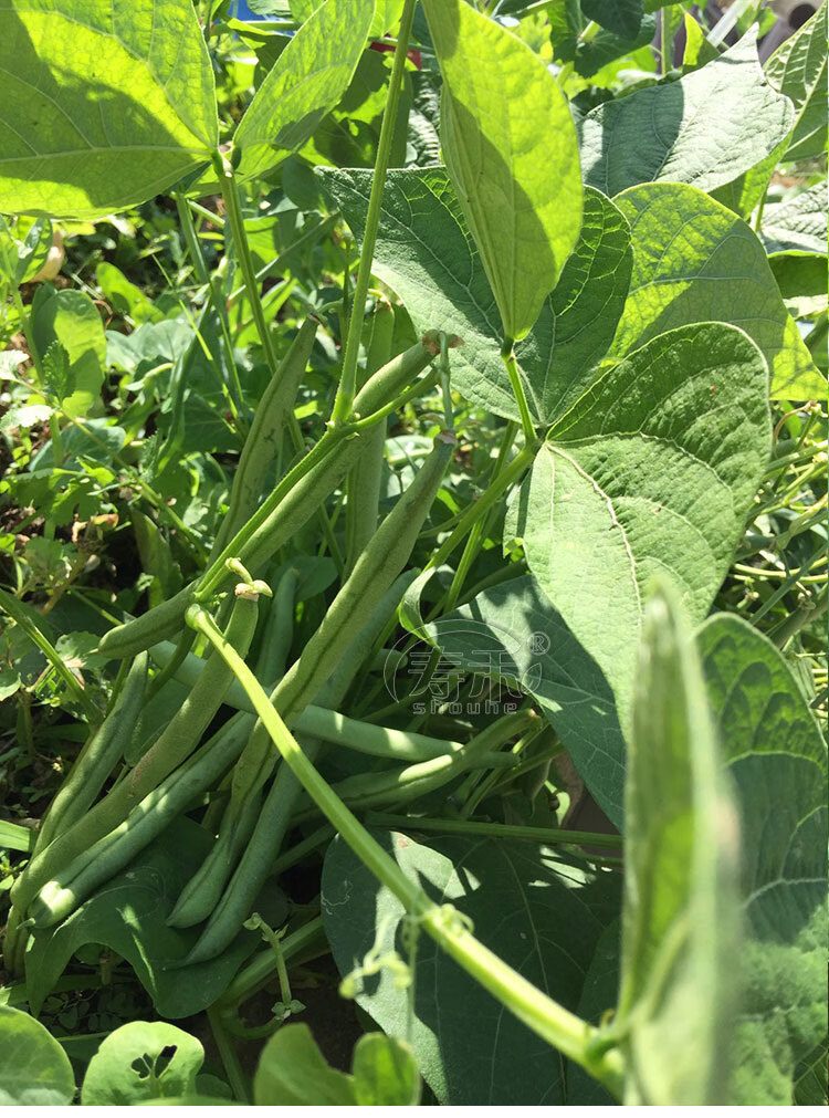 扁豆角种子 无架豆种子豆角四季豆种籽苗秧豇豆孑菜豆地豆不搭架豆种