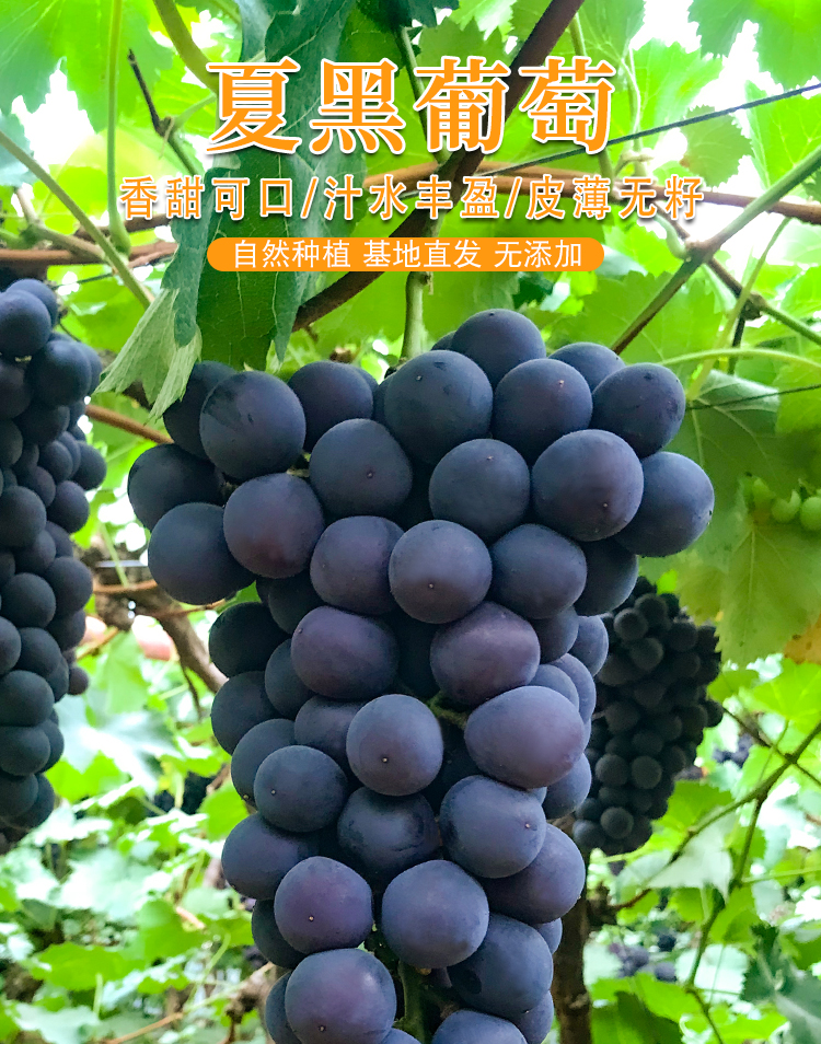 云南夏黑葡萄新鲜采摘黑提子黑加仑奶茶专用无籽孕妇水果1斤