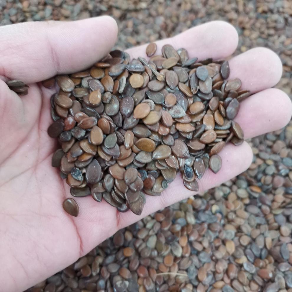 银合欢种子林木种籽国产散装四季多年生景观工程观叶白合欢种孑 银