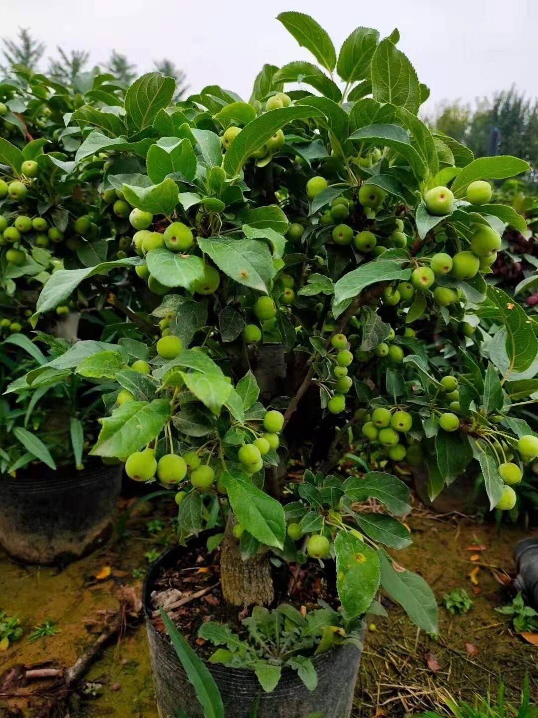 轻奢盆栽海棠冬红果海棠盆景室寒热植海棠果阳台盆景易成活盆景抖音网