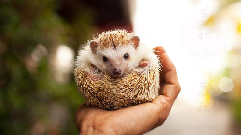 异宠活体非洲迷你小刺猬活物崽可繁殖包活包健康送男女朋友生日礼物已