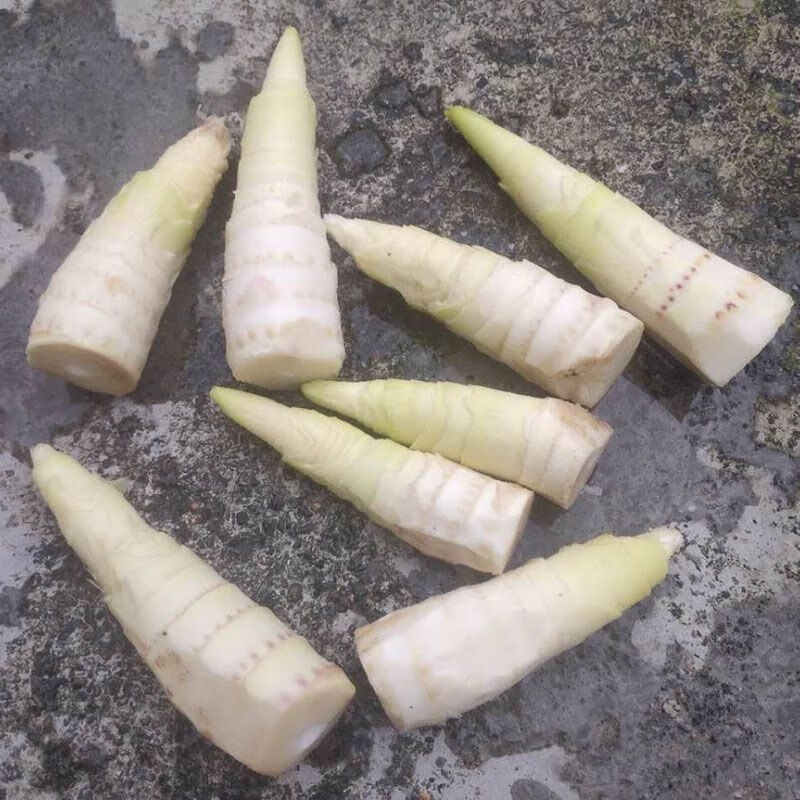 临安天目山春笋大头笋现挖竹笋野生嫩尖笋嫩芽笋头子笋1235斤5斤装头