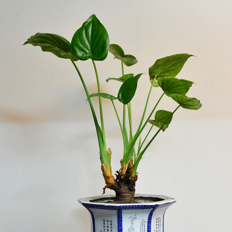 滴水观音盆栽 滴水观音盆栽花卉植物绿植盆栽 办公桌面盆景水培植物