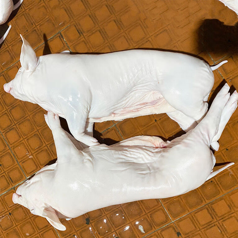 乳猪新鲜整只广式烧腊脆皮烤肉小香猪现杀冷冻土猪一头45斤整只78斤去