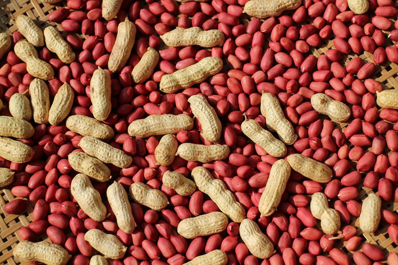 新货红皮生花生带壳晒干农家生花生四粒红衣种子5斤批发 带壳红皮生