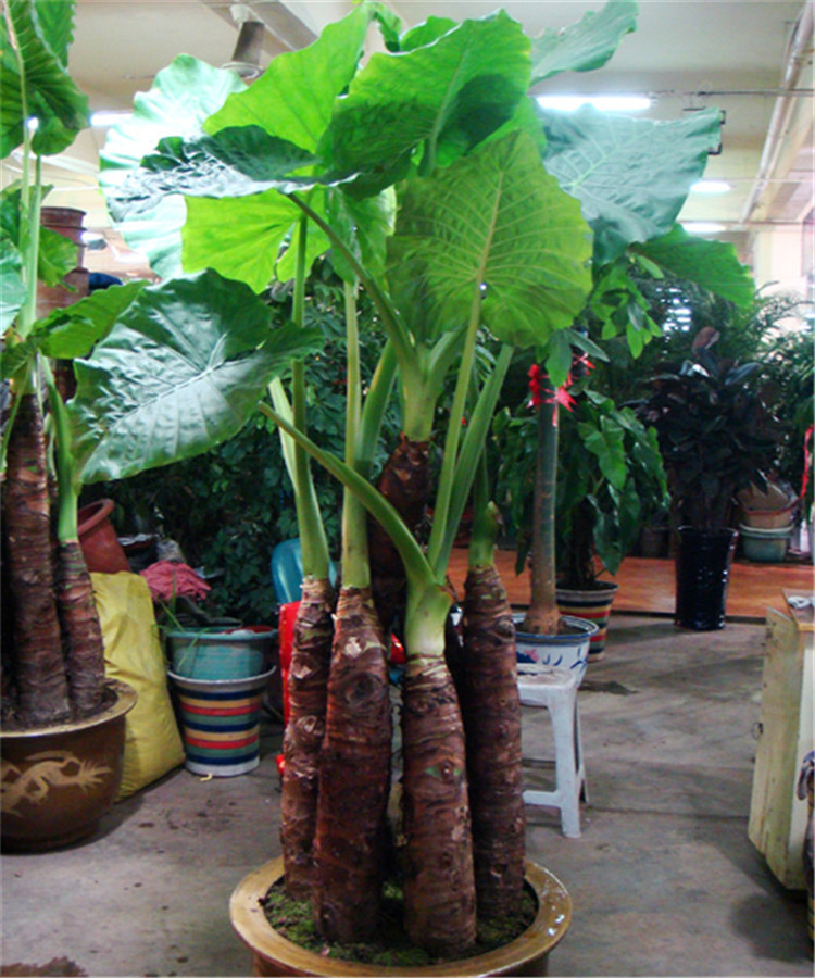 植物土培植物 滴水观音 又名滴水莲 净化空气 室内花卉 大型盆景 不含