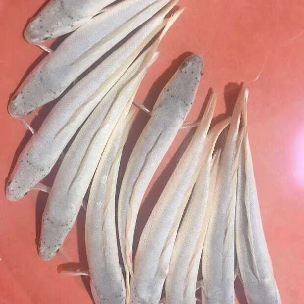 天弗白烏魚白化黑魚苗黑魚苗白甲雷龍白甲魚兇猛淡水